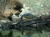Raccoon  Procyon Lotor Trying to Get Turtle on Log
