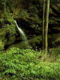 Rainbow Cave Falls in Early Spring  TN