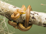 Yellow Rat Snake  Sarasota County  USA