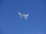 South American Tern  Aerial Diplay  Falklands