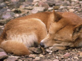 Dingo  Sleeping  Australia