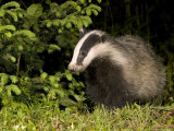 Badger  Foraging  Vaud  Switzerland