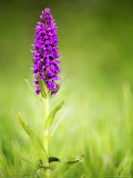 Southern Marsh Orchid  Devon  UK