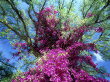 Bougainvillea  Kenya  Africa