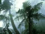 Mount Kinabalu  Borneo  Malaysia
