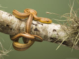 Yellow Rat Snake  Sarasota County  USA