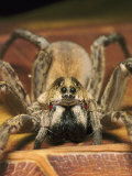 Wolf Spider  Female  Florida  Ocala National Forest