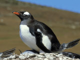 Gentoo Penguin  Falklands