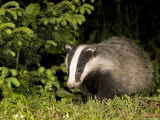Badger  Foraging  Vaud  Switzerland