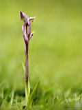 Lesser Tongue Orchid  Cornwall  UK