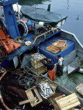 Fishermen Crating up Sardine  Ribeira  Spain
