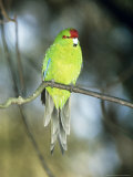 Red-Crowned Parakeet  N Zealand