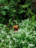 Fringed Phacelia  Great Smoky Mtns National Park  USA