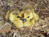 Canada Geese  Goslings in Nest  Montana  USA