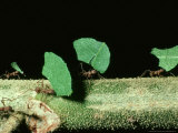 Leaf-Cutting Ants  Atta Cephalotes