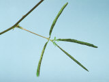 Sensitive Plant  When Touched Leaves Fold