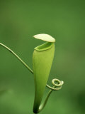 Pitcher Plant  Madagascar