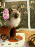 Siamese Kitten  after Spilling Cup of Coffee