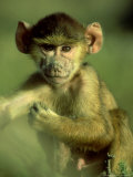 Olive Baboon  Juvenile Portrait  Kenya