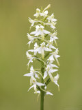 Lesser Butterfly Orchid  Close up of Spike  UK