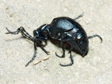 Blister Beetle Playing Dead  Great Smoky Mountains National Park  USA