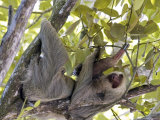 Two-Toed Sloth  Costa Rica