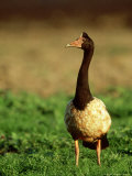 Magpie Goose  Queensland  Australia