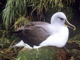 Grey Headed Albatross  Nesing  South Georgia