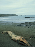 Fin Whale  Dead on Shore  Devon  UK