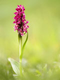 Coccinea Early Marsh Orchid  Devon  UK