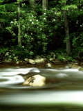Rosebay Rhododendrons on Middle Prong of Little River  Tennessee