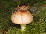 Camel Cricket Eating Mushroom  Great Smoky Mountains National Park  USA
