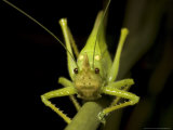 Katydid  Costa Rica