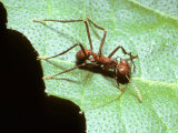 Leaf-Cutting Antatta Cephalotes