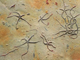 Fossil Starfish