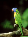 Rainbow Lorikeet  Australia