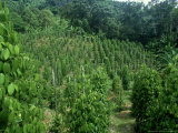 Pepper Plant Crop  Borneo