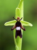 Fly Orchid  Close up of Flower That Mimics a Fly  UK