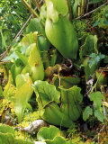 Pitcher Plant