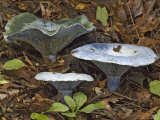 Indigo Milky Mushroom  Near Cades Cove  Tennessee  USA