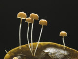 Mushrooms  Costa Rica