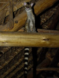 Common Genet  Visiting the Samburu Intrepids Dining Room  Kenya  Africa