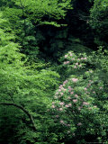 Mountain Rosebay  Gt Smoky Mtn National Park  TN