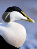 Eider Duck Portrait  Northumberland  UK