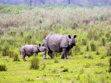 Indian Rhinoceros  Mother and Calf  Assam  India