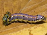 Black-Spotted Prominant Moth Caterpiller  South Mountains State Park  USA