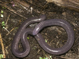 Caecilian  Costa Rica