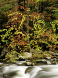 Dogwoods in Fall Colour Along the Little River  TN