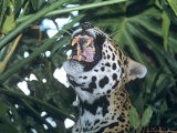 Jaguar  Yawning  Banana Bank Lodge  Belize