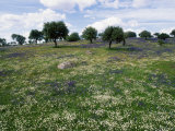 Flowering Meadow with Quercus Ilex  Extremadura  Spain